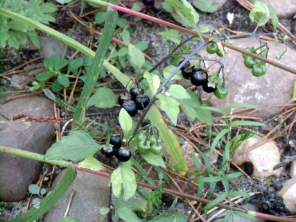 Homöopathie bei entzündlichen Darmerkrankungen