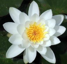Reiki